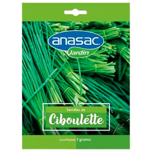 Semilla ciboulette